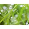 Spritzschutz-Rückwand WandArt Easy 80 Cm X 58,5 Cm Grass (D4002P BRIL) FSC® -Küchenwerkzeug – los geht’s! 424157 3526 1