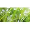 Spritzschutz-Rückwand WandArt Easy 120 Cm X 58,5 Cm Grass (D4002P BRIL) FSC® -Küchenwerkzeug – los geht’s! 424237 3526 1