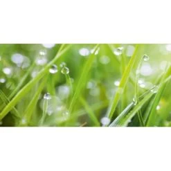 Spritzschutz-Rückwand WandArt Easy 120 Cm X 58,5 Cm Grass (D4002P BRIL) FSC®